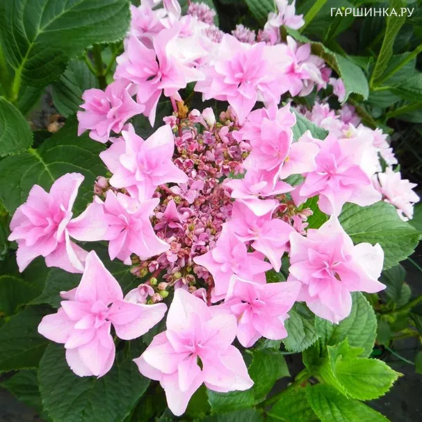 Гортензия Доппио Роза крупнолистная (макрофила)
