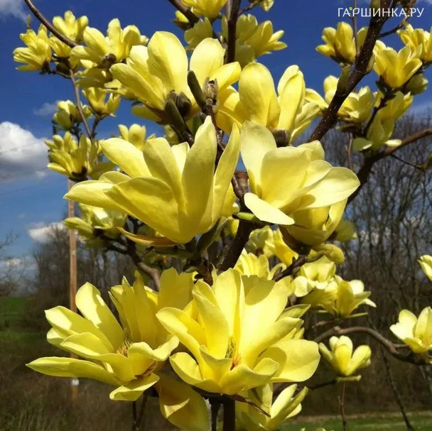 Магнолия Еллоу Ривер