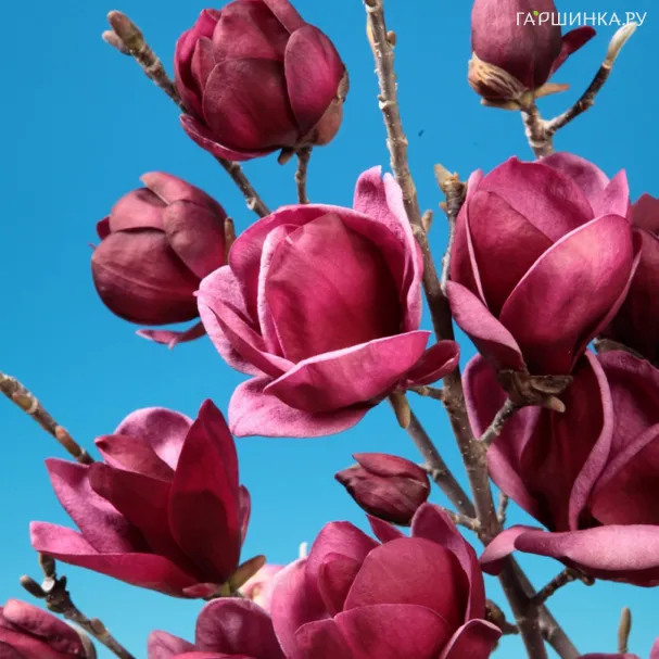 Магнолия Дженни