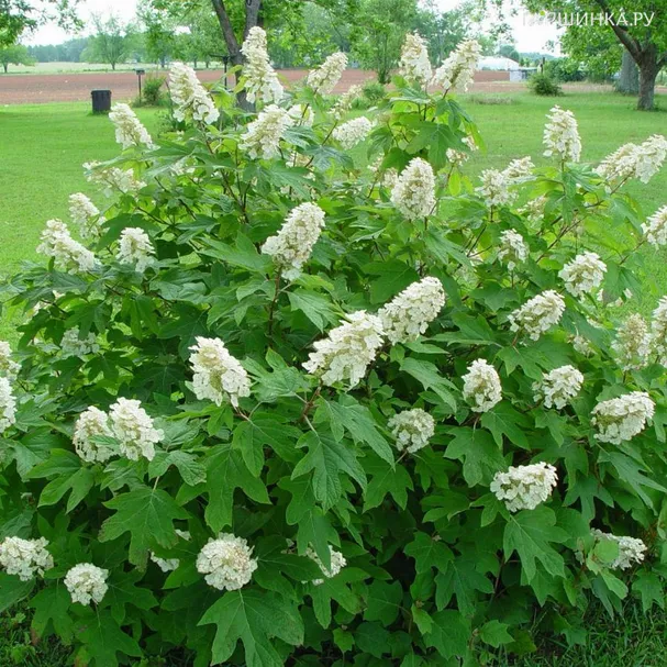 Гортензия Алиса дуболистная