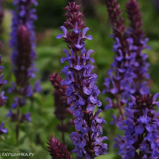 Шалфей (сальвия) Нью Дименсион Блю