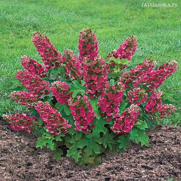 Гортензия дуболистная Бургунди
