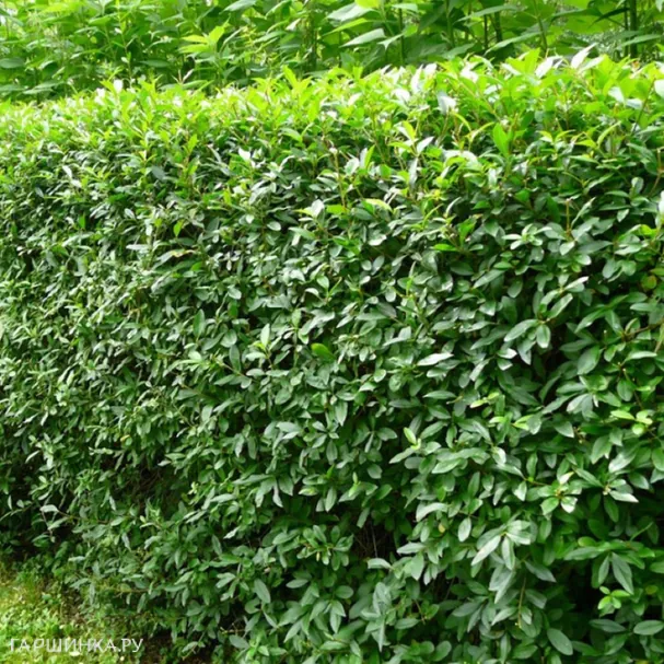 Бирючина обыкновенная Атровиренс