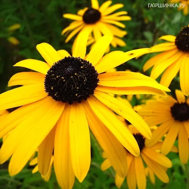Рудбекия блестящая Специоза
