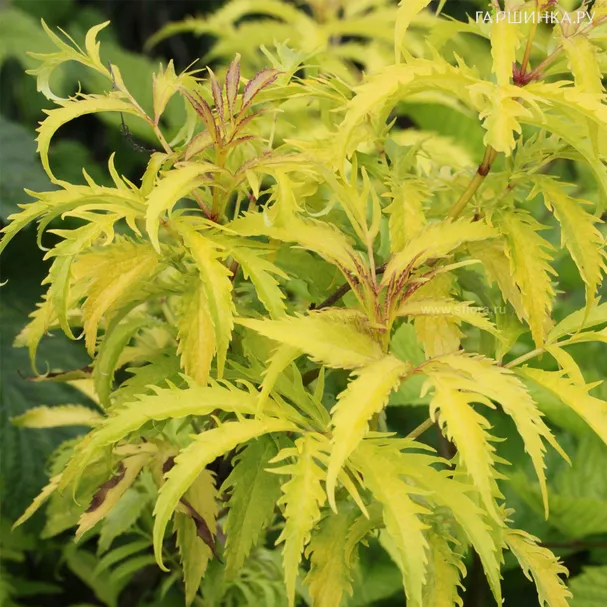 Бузина красная Плюмоза Ауреа