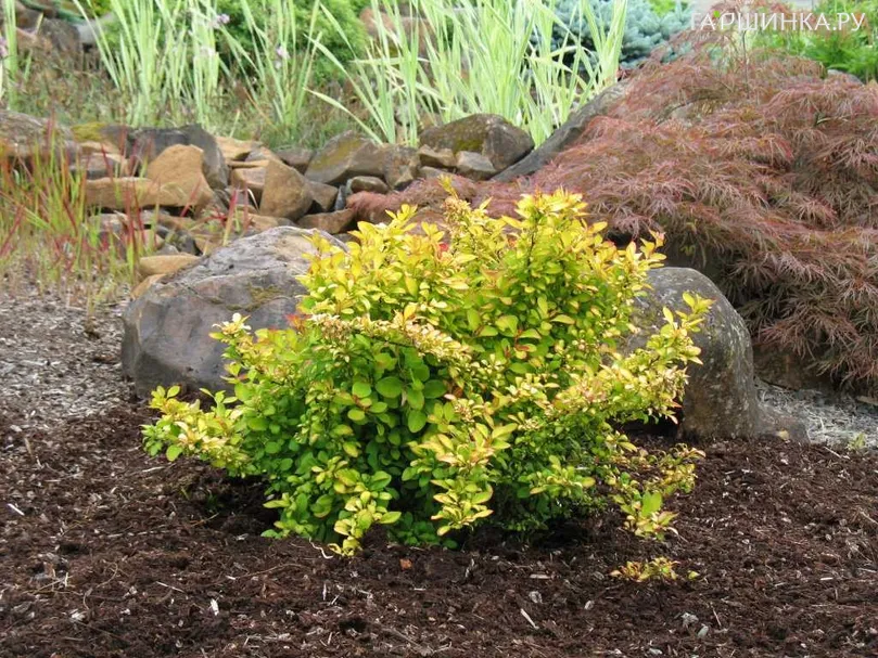 Барбарис Тунберга Лимончелло Бейлерин