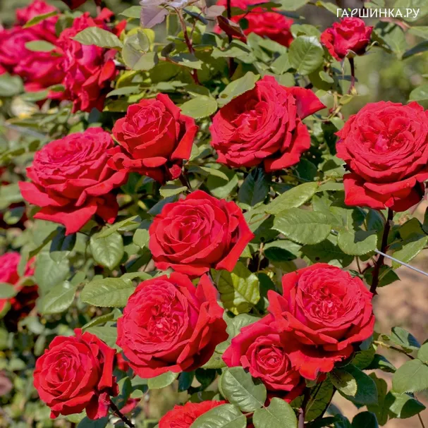 Роза Ботеро чайно-гибридная, Imperial Rose
