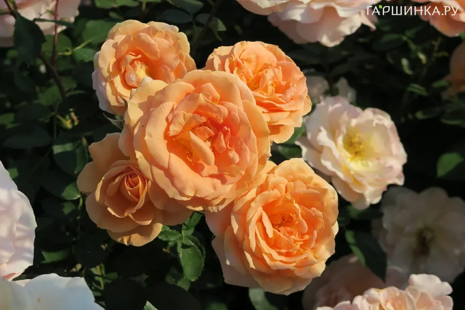 Роза Импала флорибунда, Топалович (лиц)