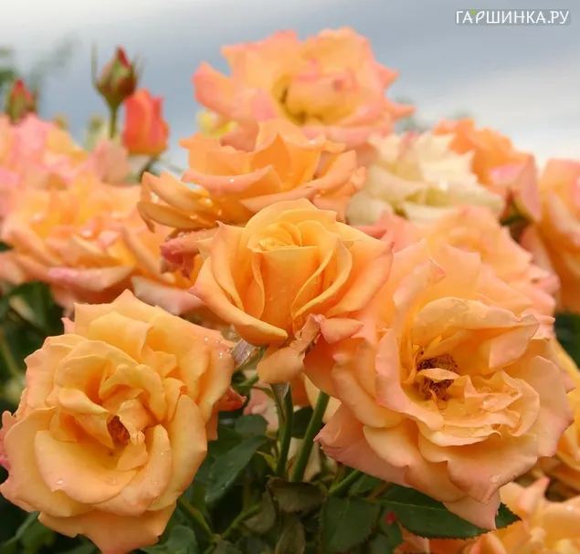 Роза Лусатия флорибунда, Топалович (лиц)
