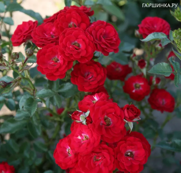 Роза Менди миниатюрная, Топалович (лиц)
