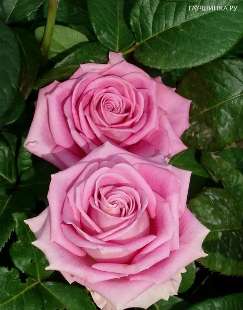 Роза Пинк Аква чайно-гибридная, Топалович (лиц)