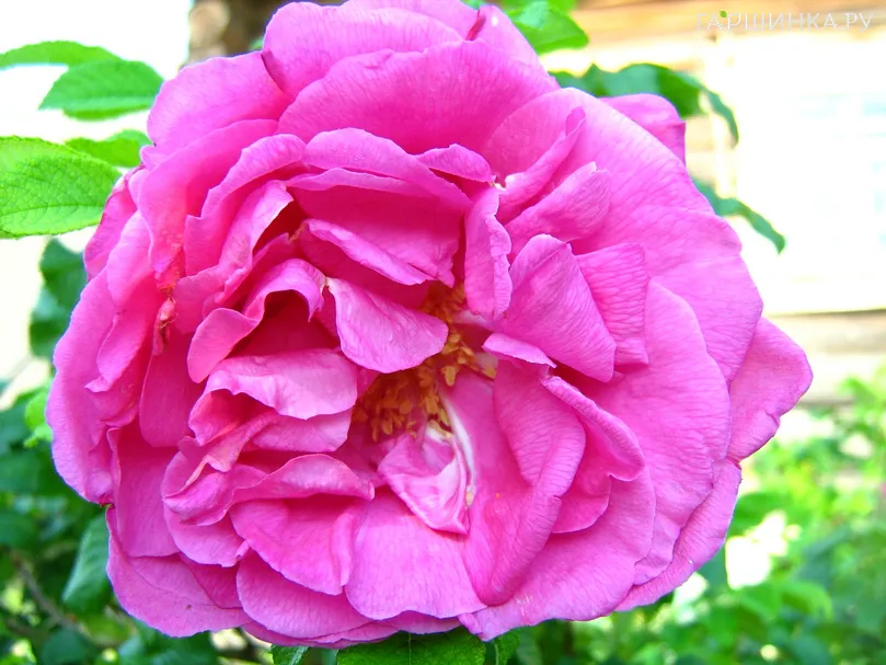 Роза Дамасская, Топалович (лиц)