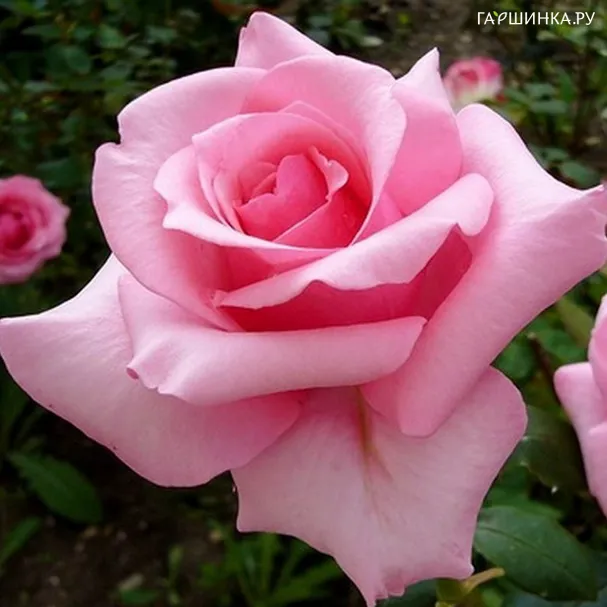 Роза Карла Кеано чайно-гибридная Imperial Rose