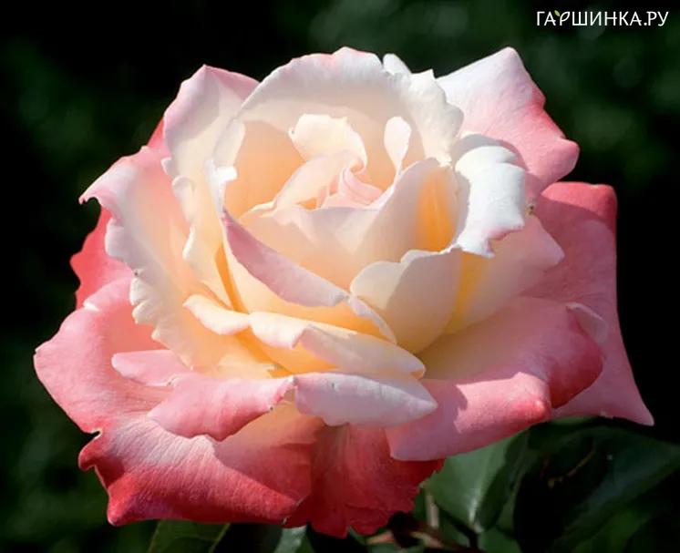 Роза Летиция Каста чайно-гибридная Imperial Rose