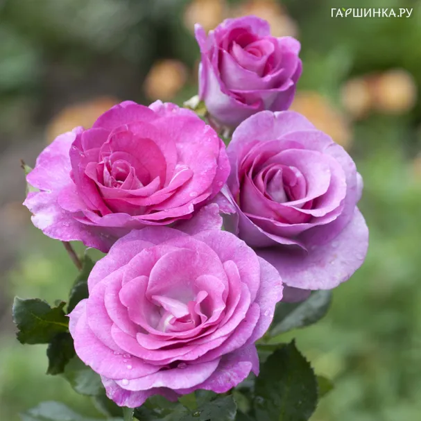 Роза Мелоди Парфюм чайно-гибридная, Imperial Rose