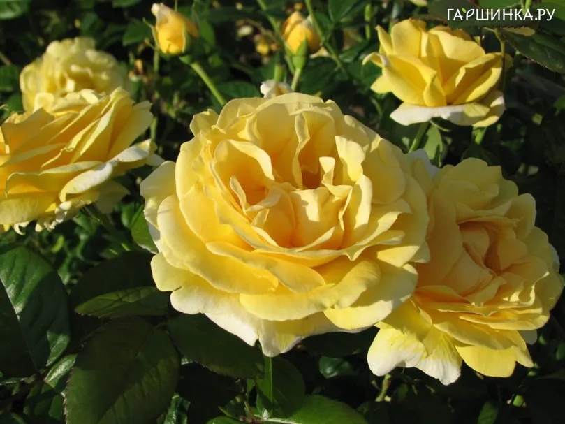 Роза Микеланджело чайно-гибридная, Top Roses
