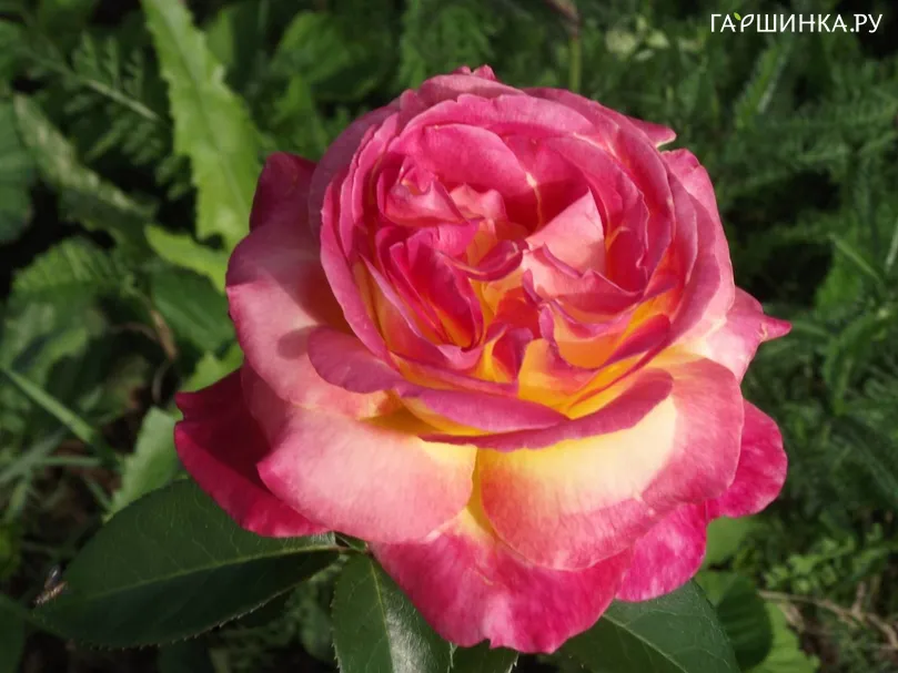 Роза Пульман Ориент Экспресс чайно-гибридная, Top Roses