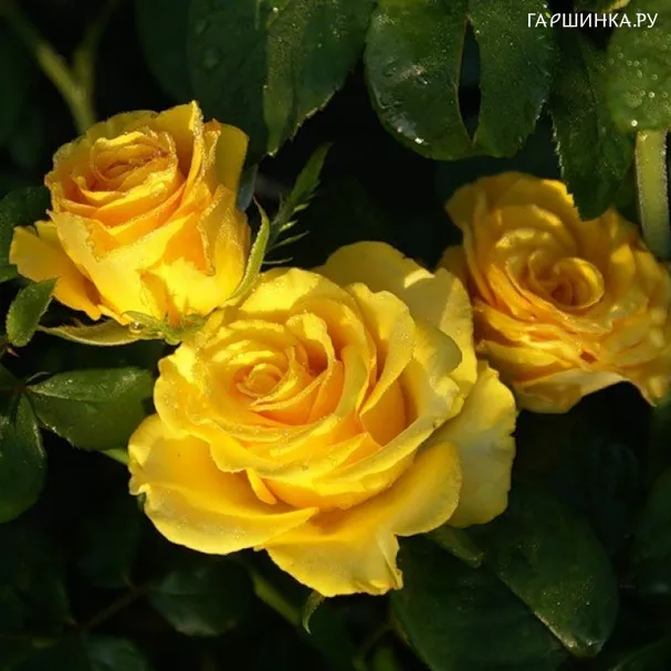 Роза Сейко чайно-гибридная, Imperial Rose