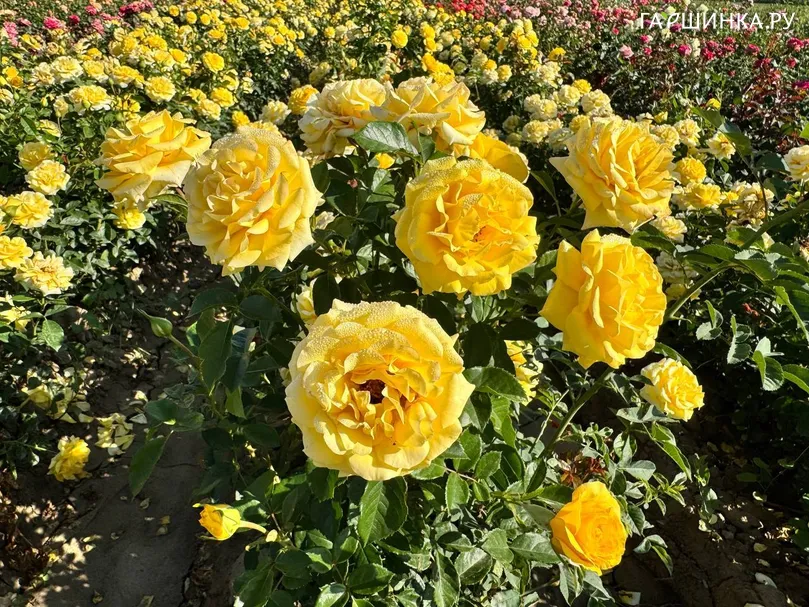 Роза Комтесс дю Бари флорибунда, Top Roses