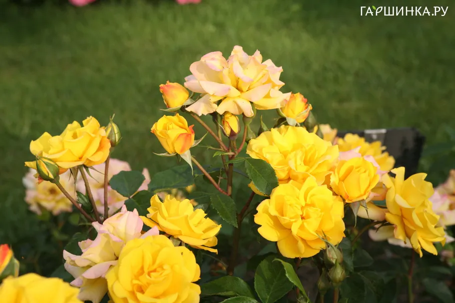 Роза Голдмари флорибунда Imperial Rose