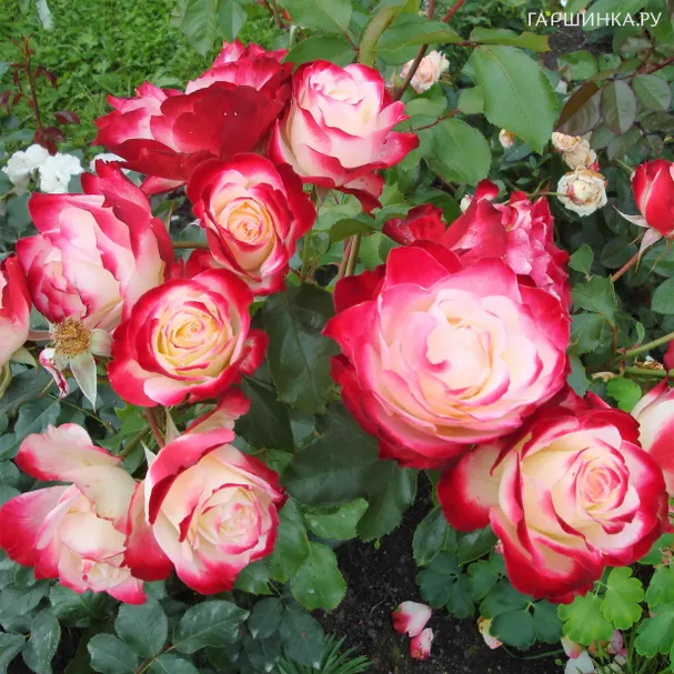 Роза Юбилей принца Монако флорибунда, Top Roses