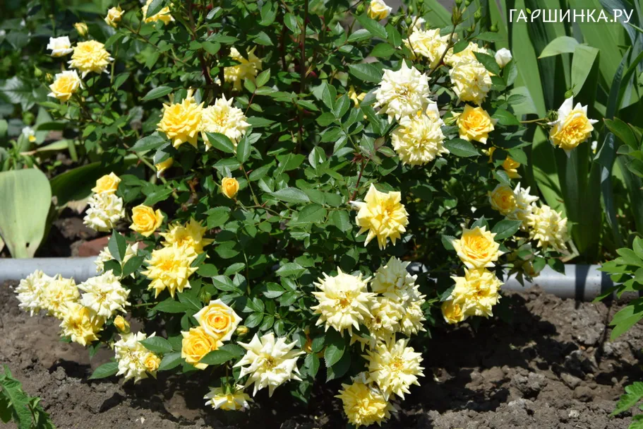 Роза Голден Мейландина миниатюрная Imperial Rose