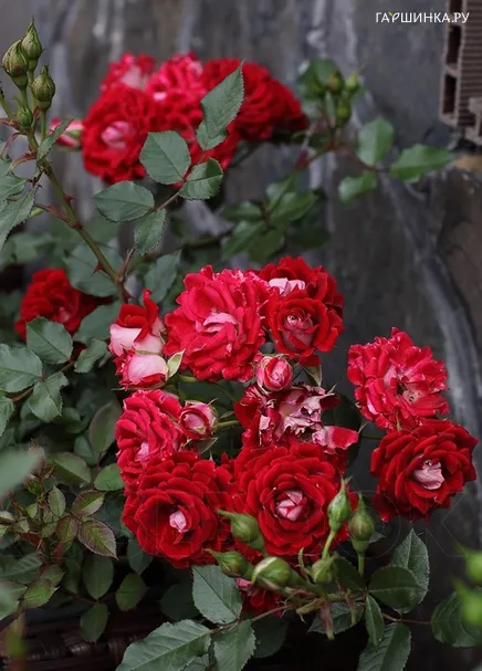 Роза Майди миниатюрная, Imperial Rose