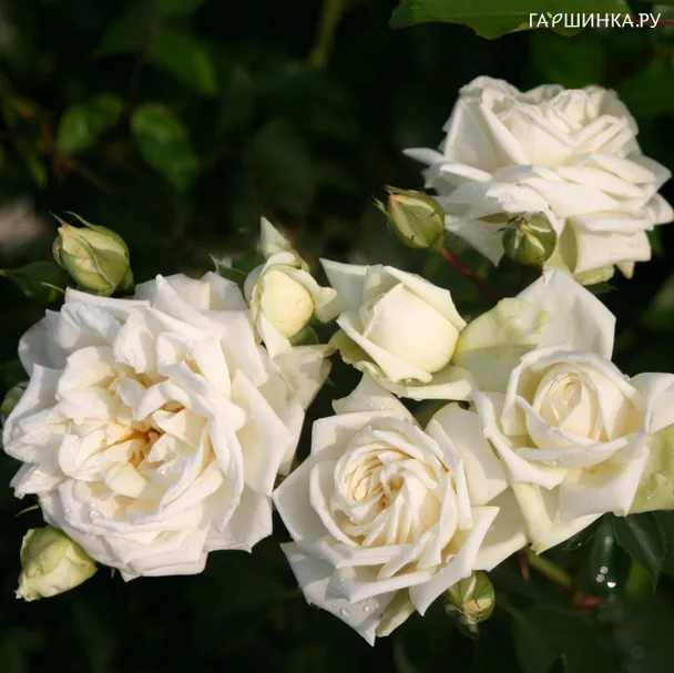 Роза Илзе Крон Супериор плетистая, Imperial Rose