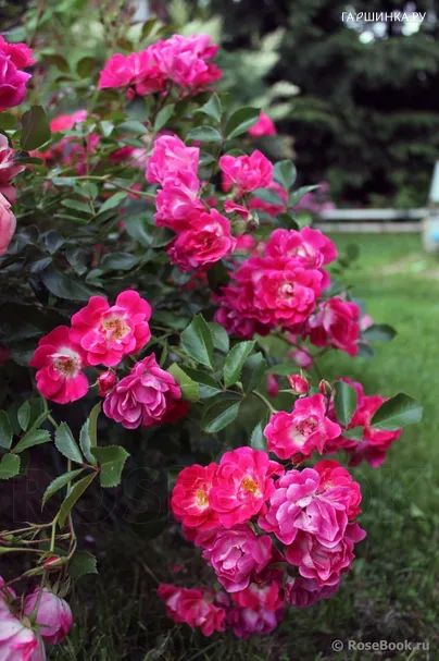 Роза Фуксия Мейяндекор почвопокровная, Top Roses
