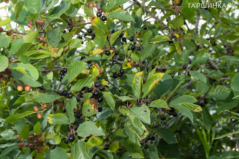 Крушина ломкая