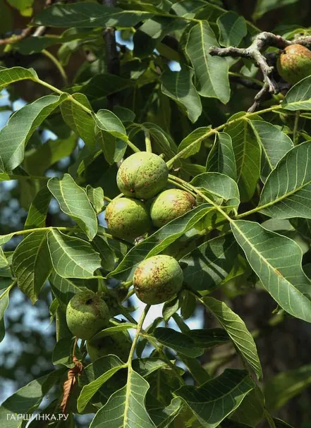Орех грецкий