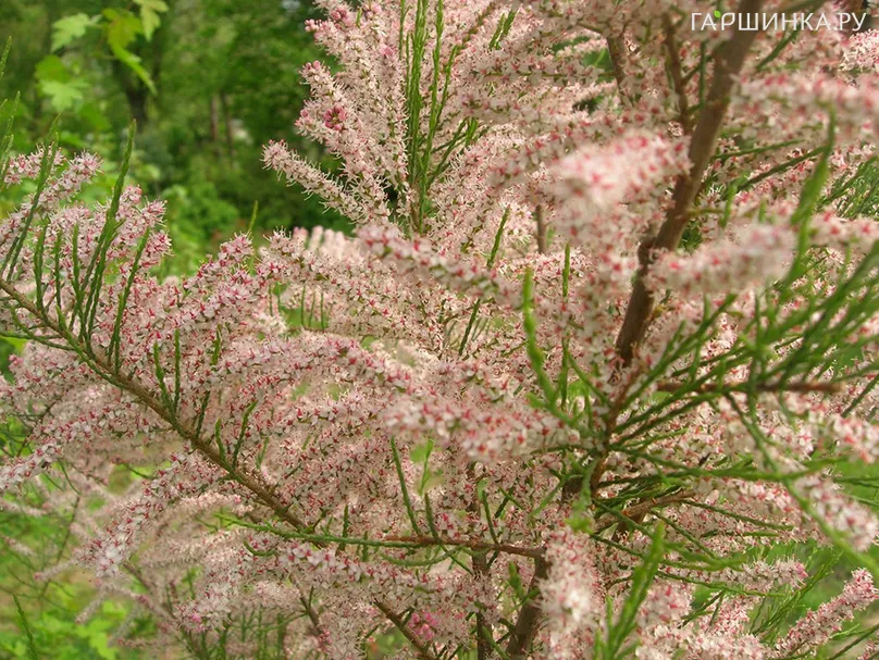 Гребенщик (тамарикс) четырехтычинковый