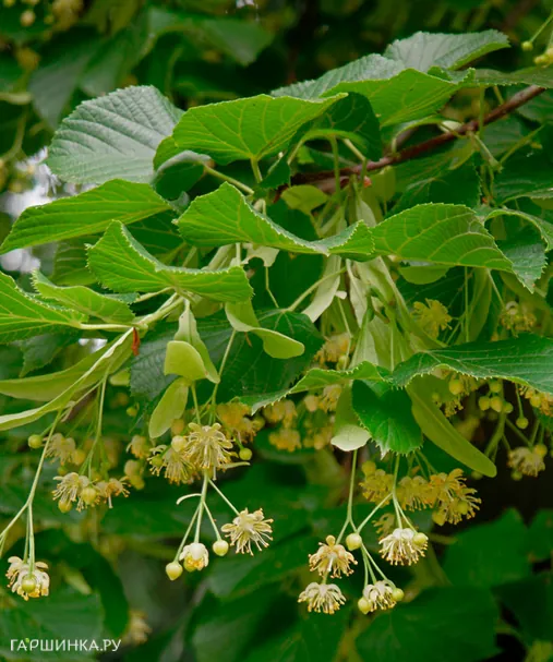 Липа сердцевидная