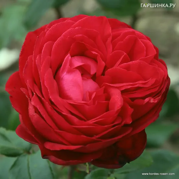 Роза Тиамо, Кордес (лиц)