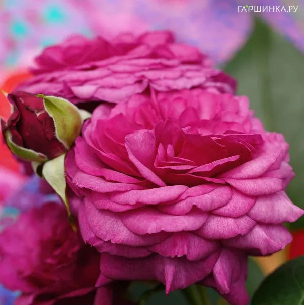 Роза Каффи Фассет Роуз флорибунда, Тантау (лиц)