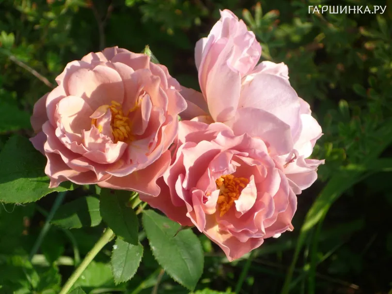 Роза Пиноккио миниатюрная, Тантау (лиц)