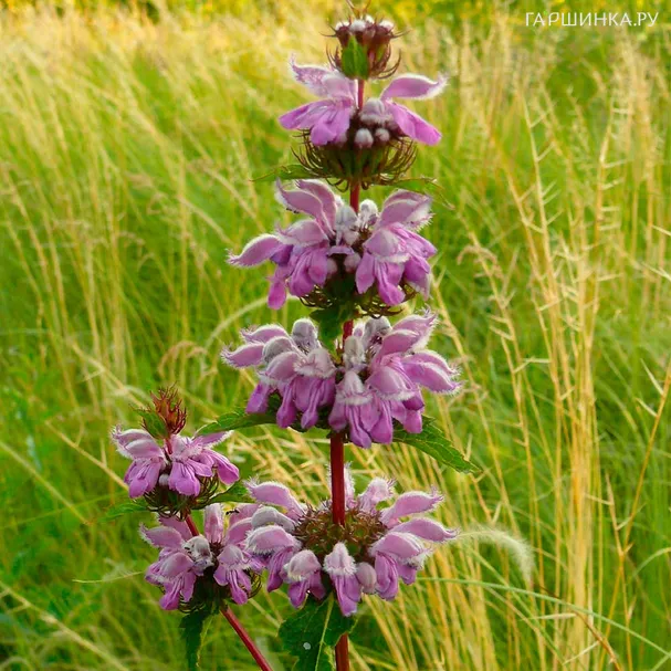 Зопник клубненосный