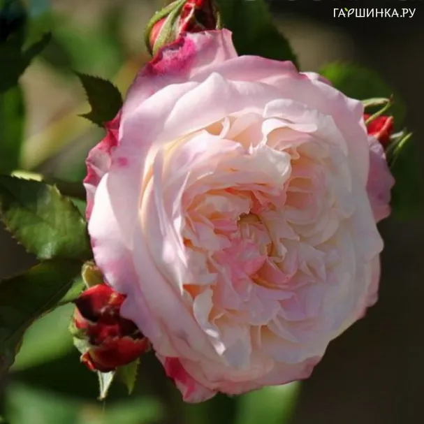 Роза Элиан Жилет, Гийо (лиц)
