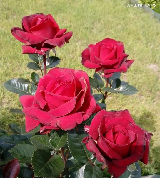 Роза Вельвет Алиби, НИРП (лиц)