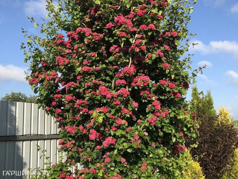 Боярышник средний Пол Скарлет на штамбе 150 см