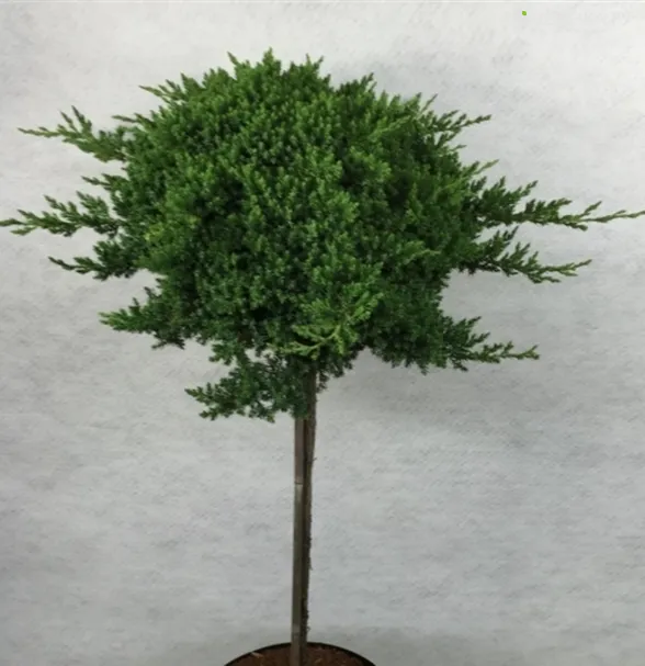 Можжевельник лежачий Нана на штамбе 50см