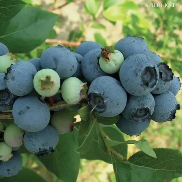 Голубика Блюджей