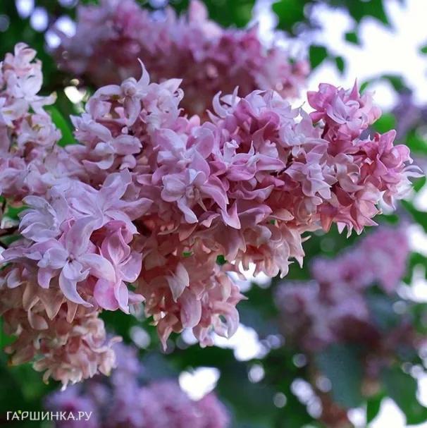 Сирень Олимпиада Колесникова