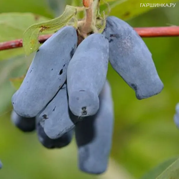 Жимолость Бакчарская Юбилейная