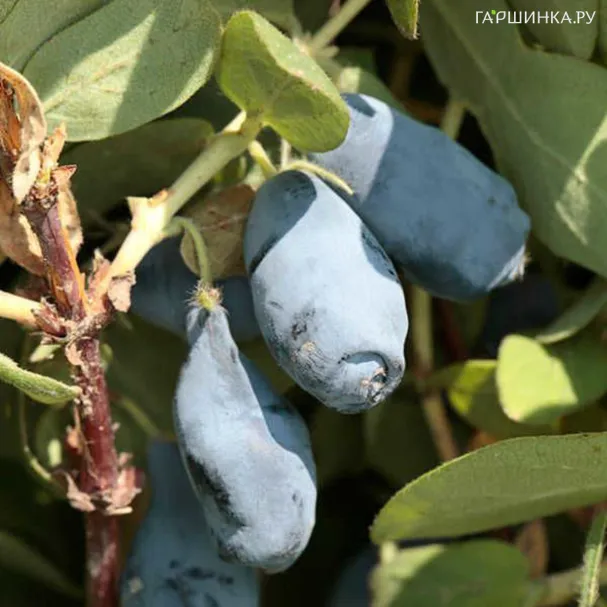 Жимолость Войтек