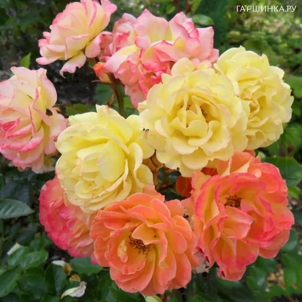 Роза Бесси почвопокровная, Топалович (лиц)