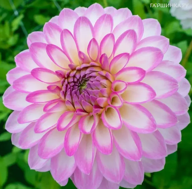 Георгина Арбатакс декоративная