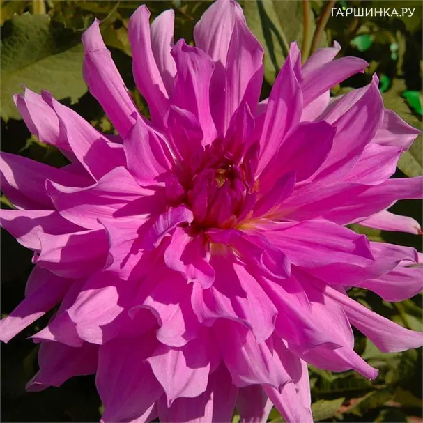 Георгина Лавандер Раффлз (МАКСИ) декоративная