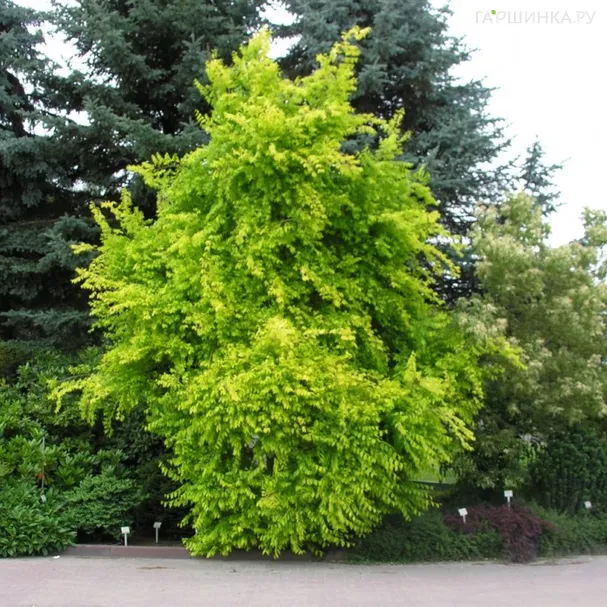 Вяз приземистый Ауреа