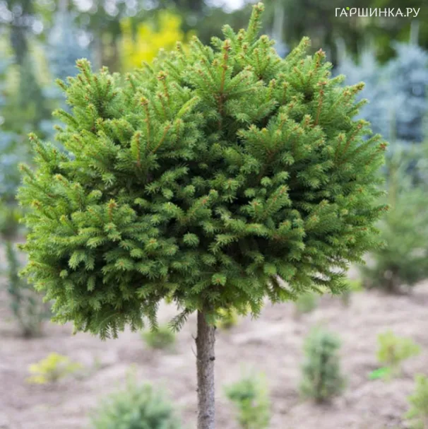 Ель обыкновенная Пигмея на штамбе 40 см